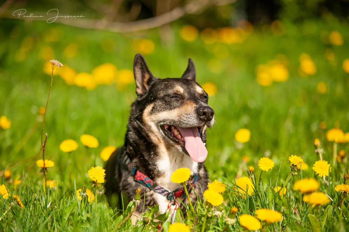 SOBIK, Mixed Breed (Fundacja Głosem Zwierząt)