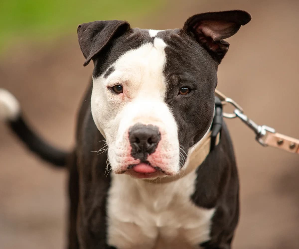 MUMINEK, Mixed Breed (Fundacja Głosem Zwierząt)