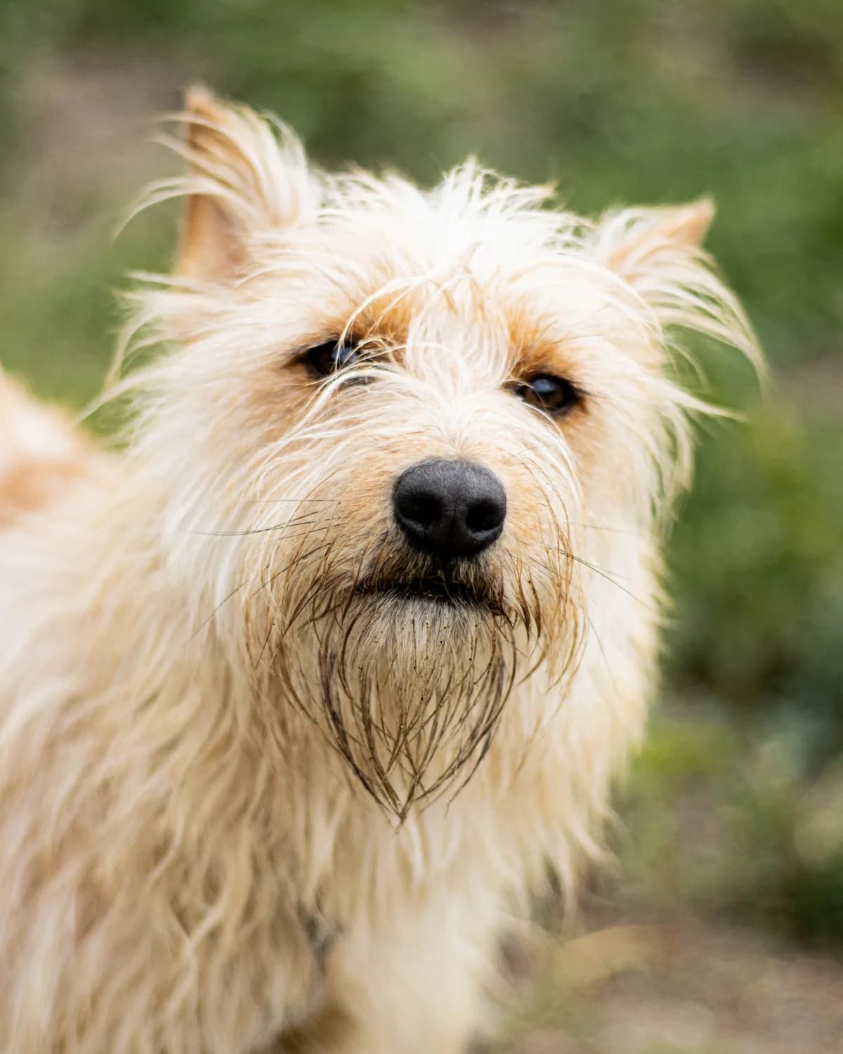 APLA, Mixed Breed (Fundacja Głosem Zwierząt)
