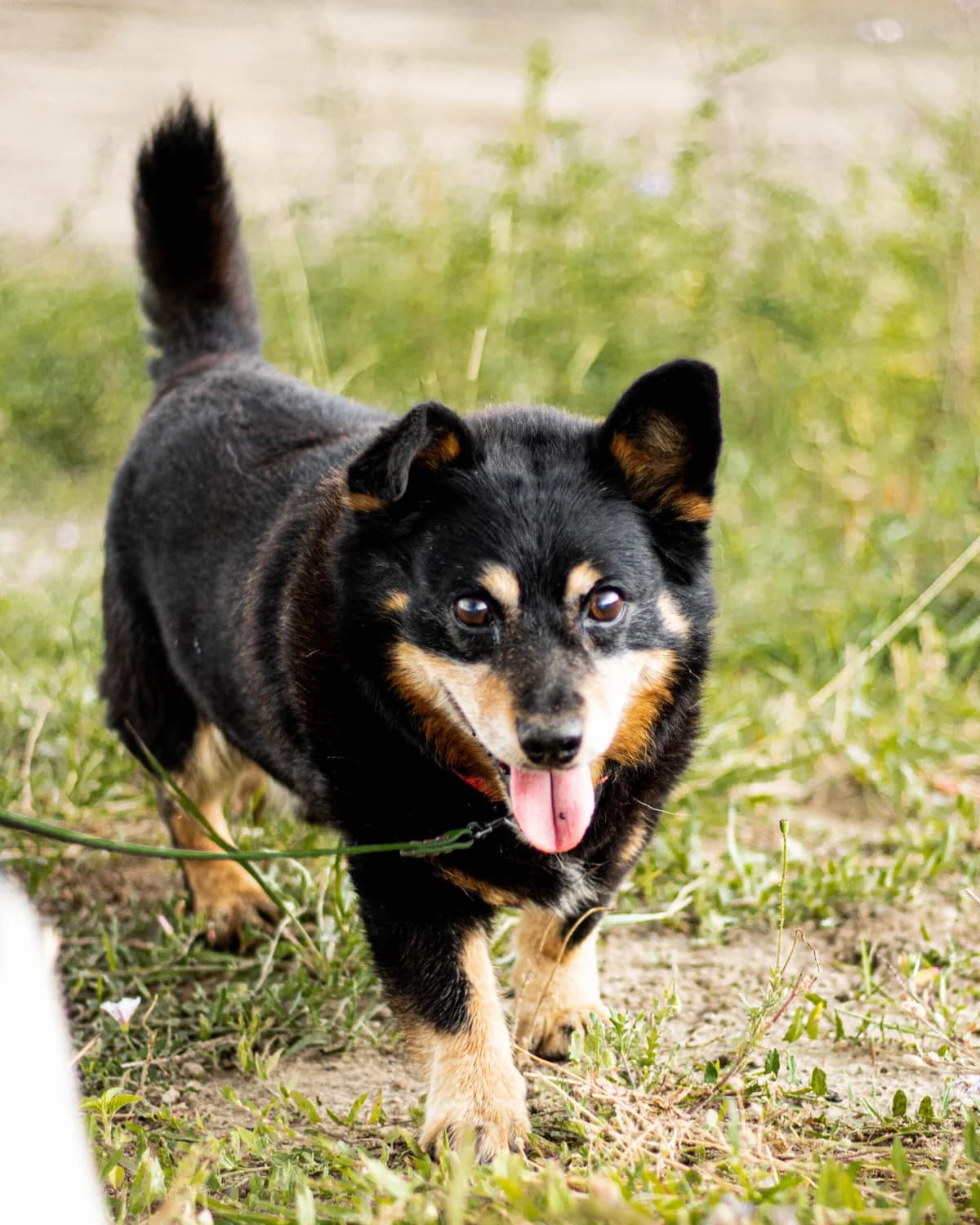 CZUCZU, Mixed Breed (Fundacja Głosem Zwierząt)