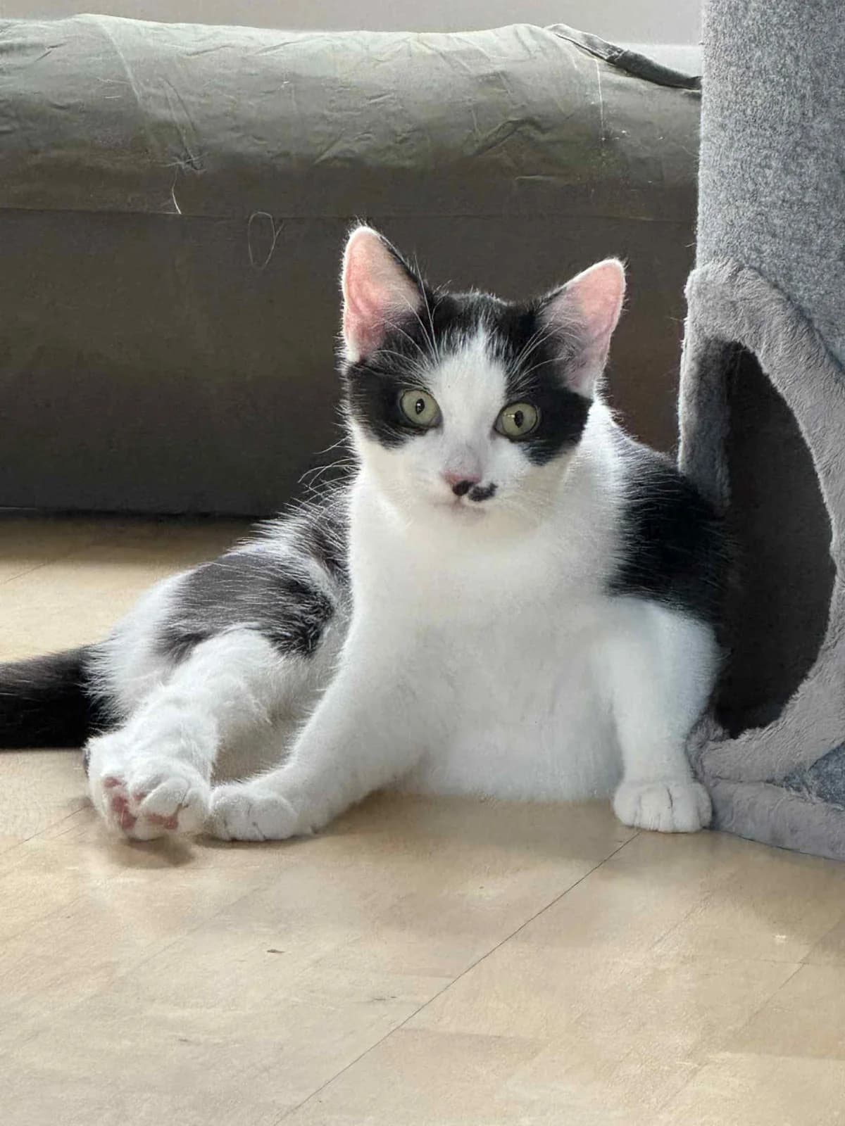 JAŚMINKA, Mixed Breed (Fundacja Głosem Zwierząt)