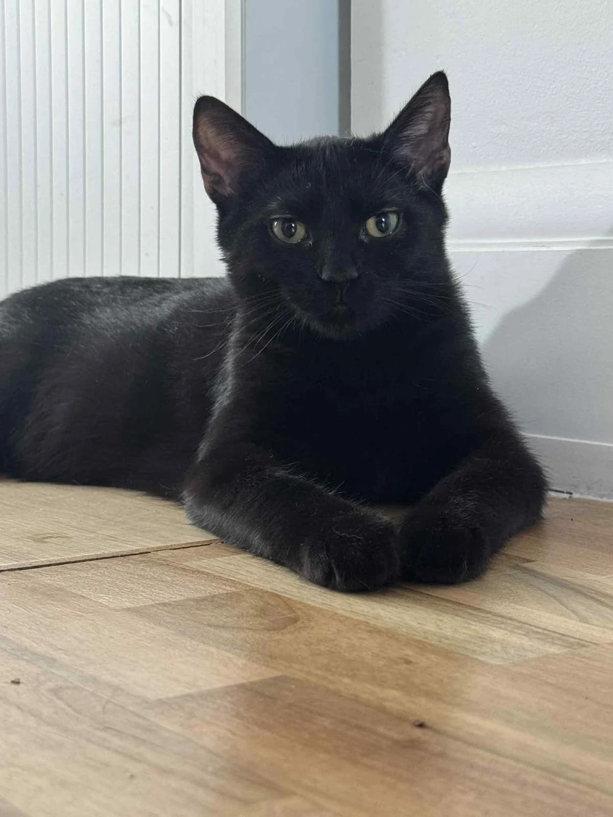 KALINKA, Mixed Breed (Fundacja Głosem Zwierząt)