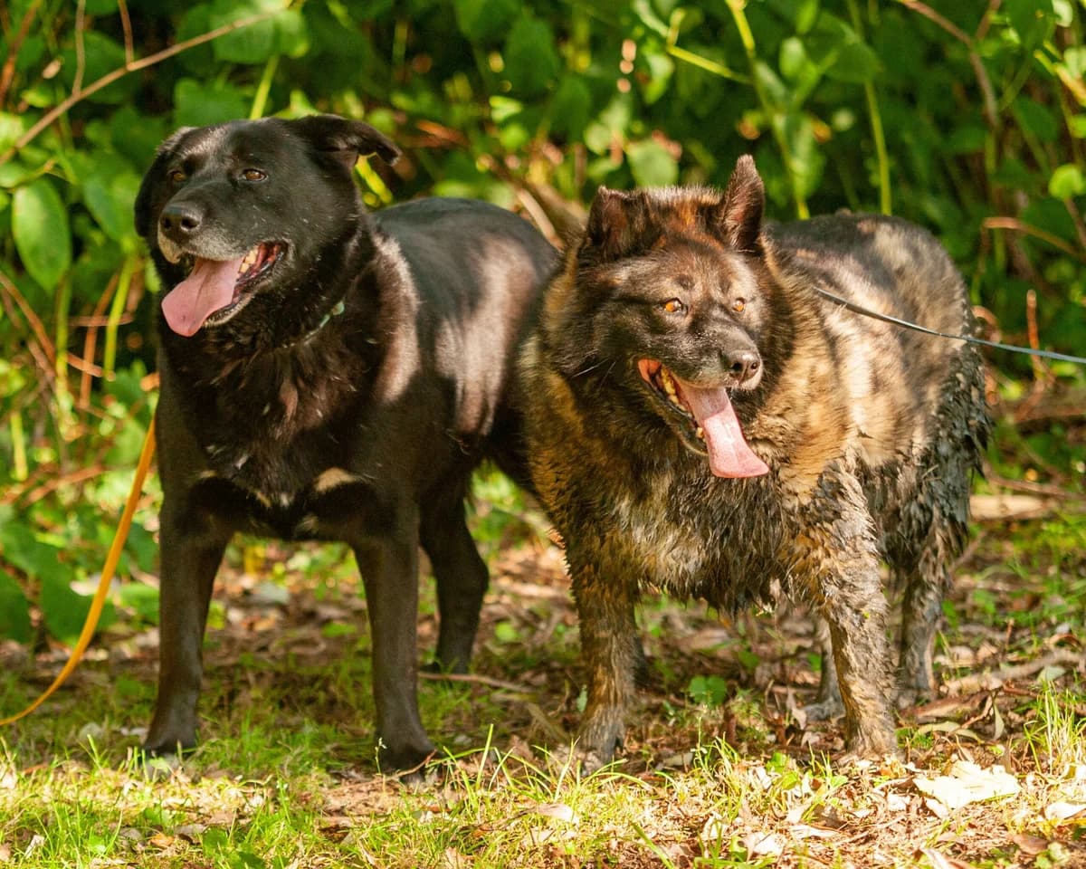 HERMIONA, Mixed Breed (Fundacja Głosem Zwierząt)