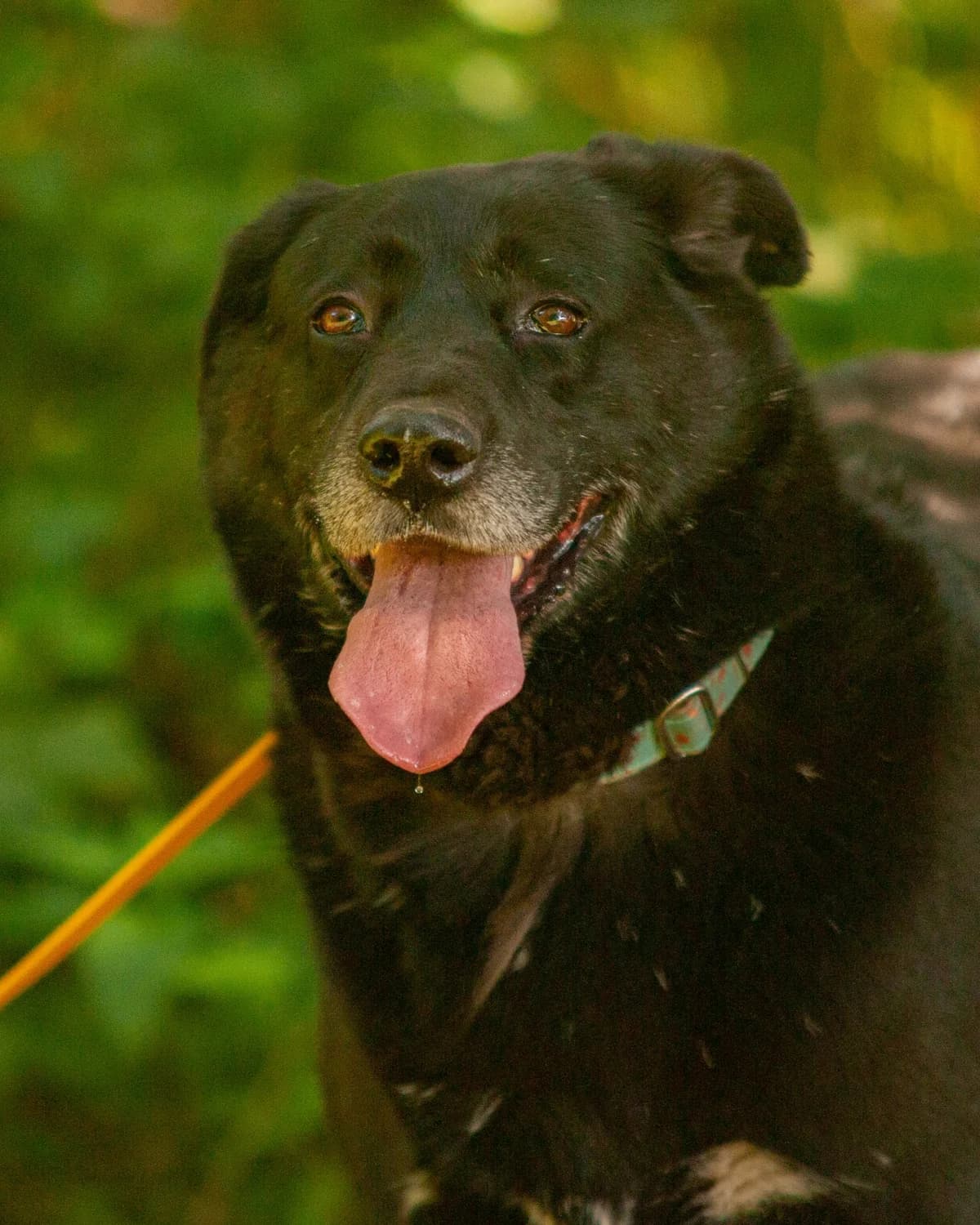 RON, Mixed Breed (Fundacja Głosem Zwierząt)
