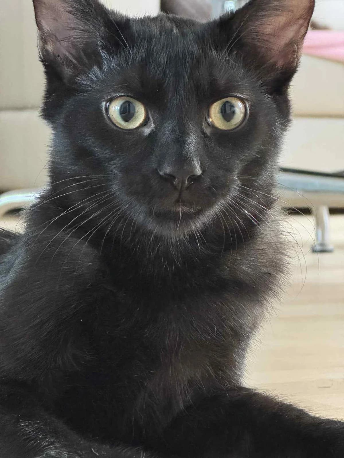 AFI, Mixed Breed (Fundacja Głosem Zwierząt)