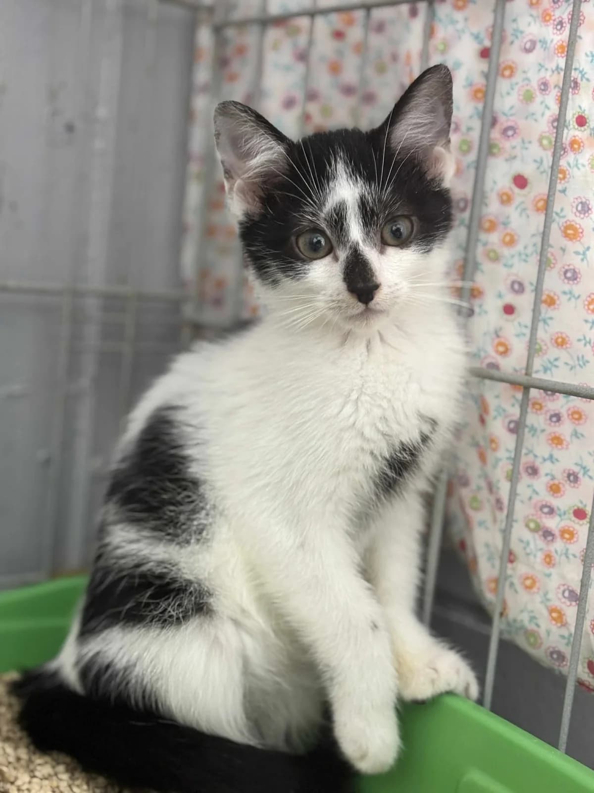 TOLIK, Mixed Breed (Fundacja Głosem Zwierząt)