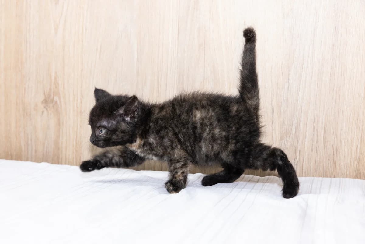 ACZA, Mixed Breed (Fundacja Głosem Zwierząt)