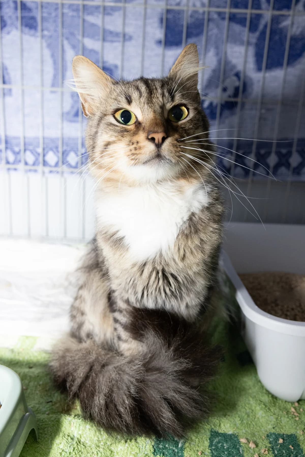 SZTRUKS, Mixed Breed (Fundacja Głosem Zwierząt)