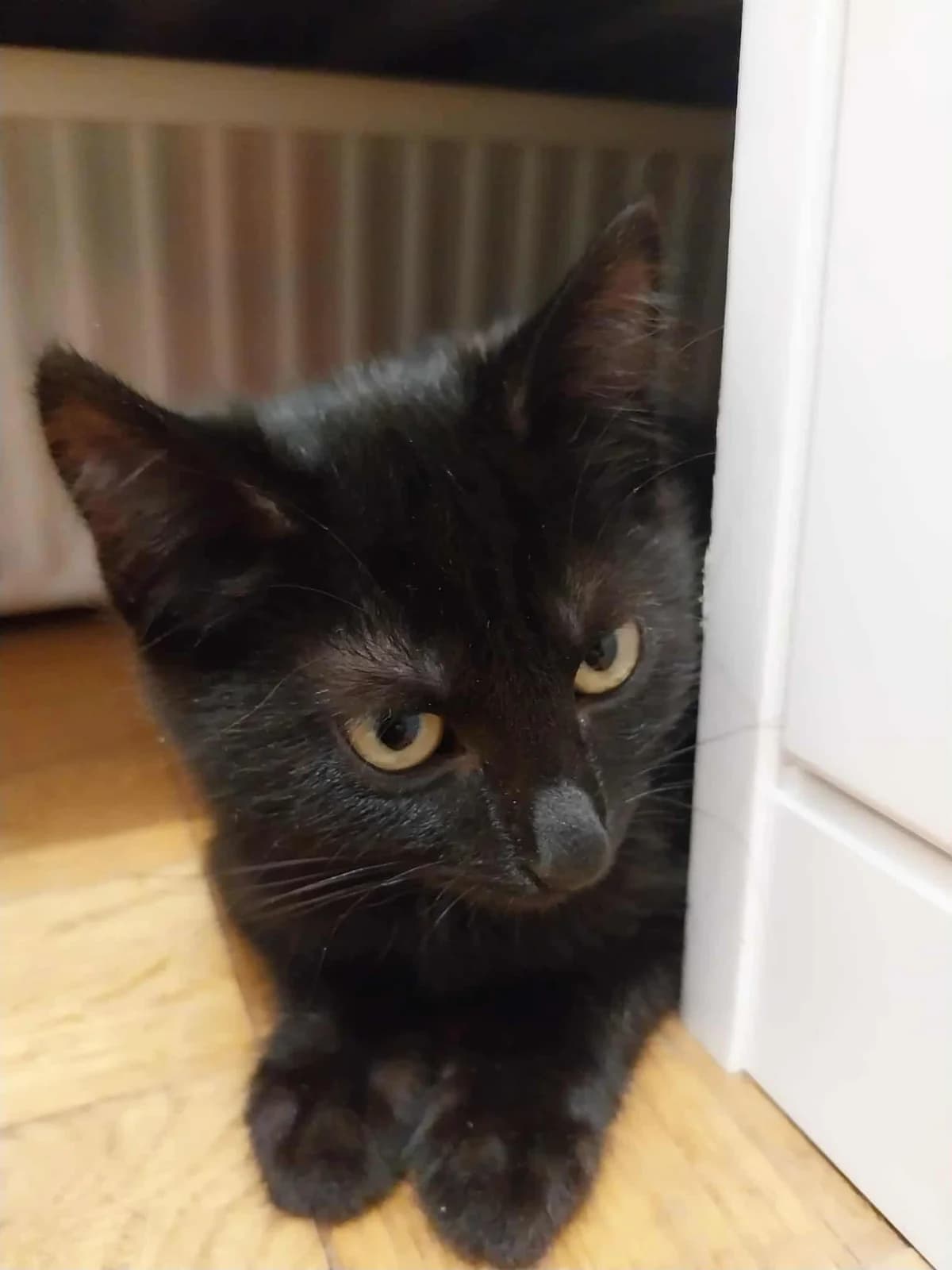 TERROREK, Mixed Breed (Fundacja Głosem Zwierząt)