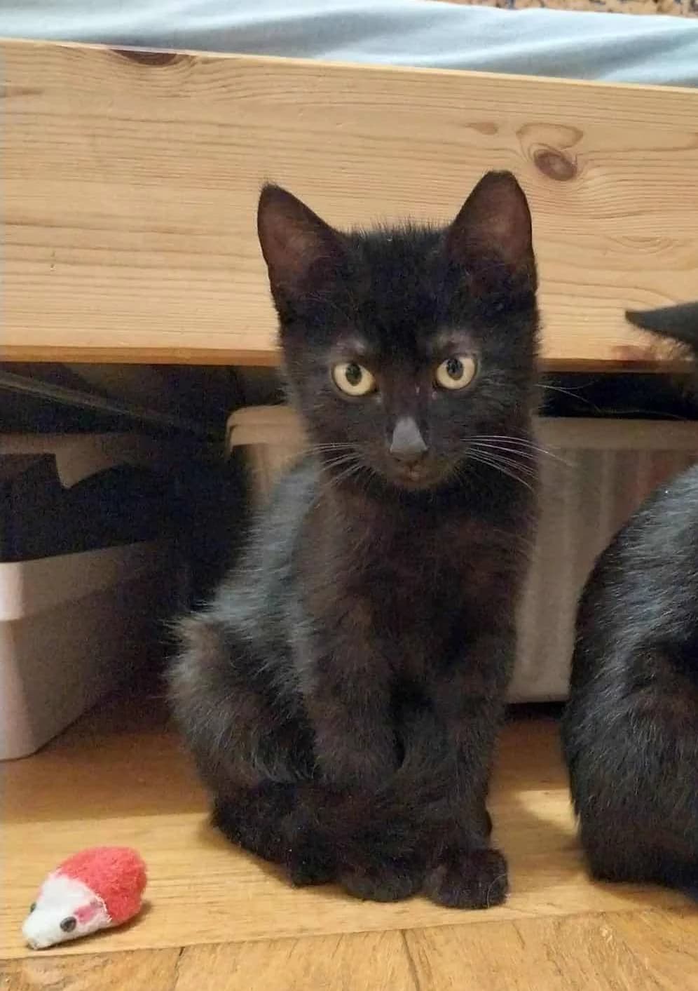 PAJĘCZYNKA, Mixed Breed (Fundacja Głosem Zwierząt)