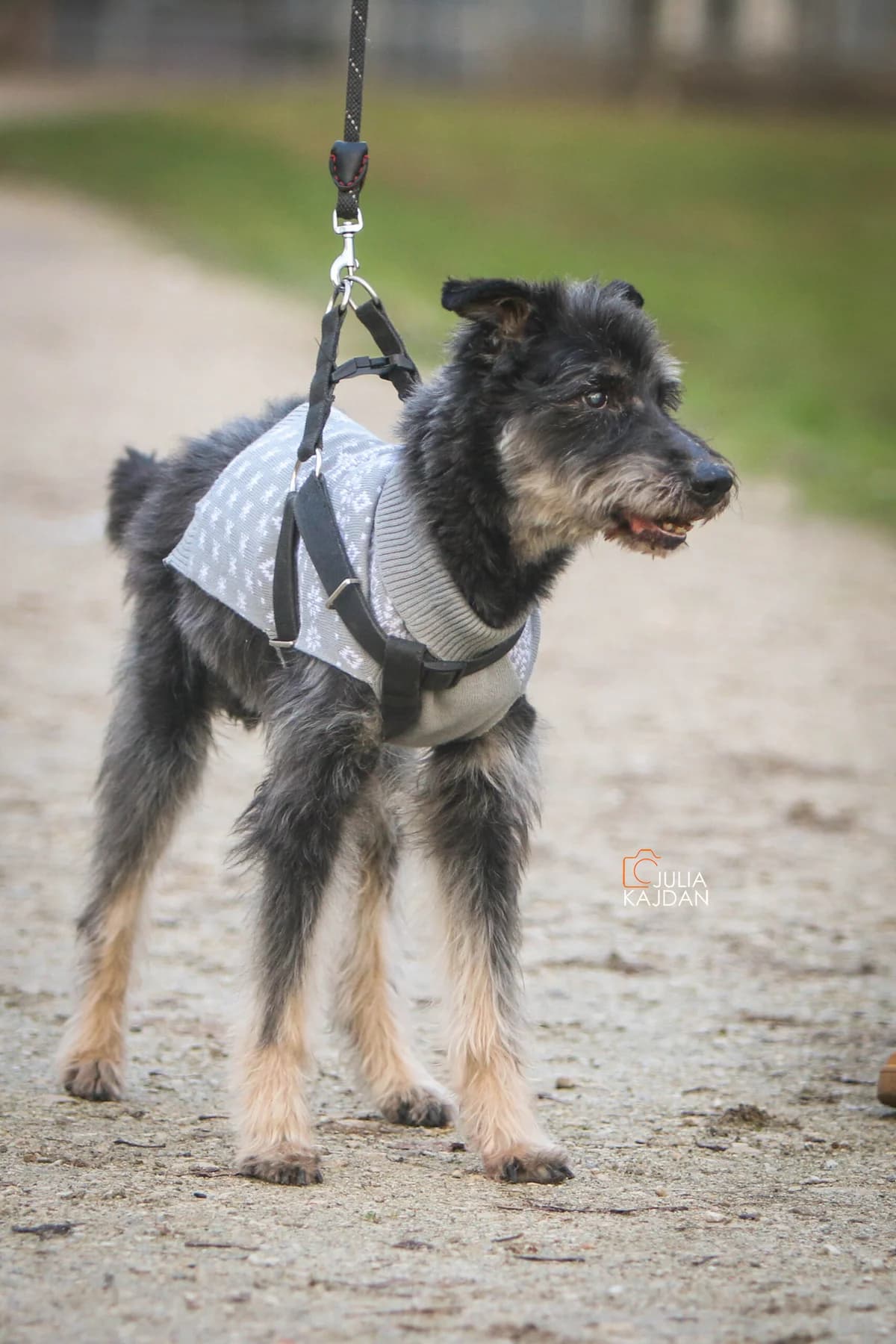 MAX, Mixed Breed (Fundacja Głosem Zwierząt)