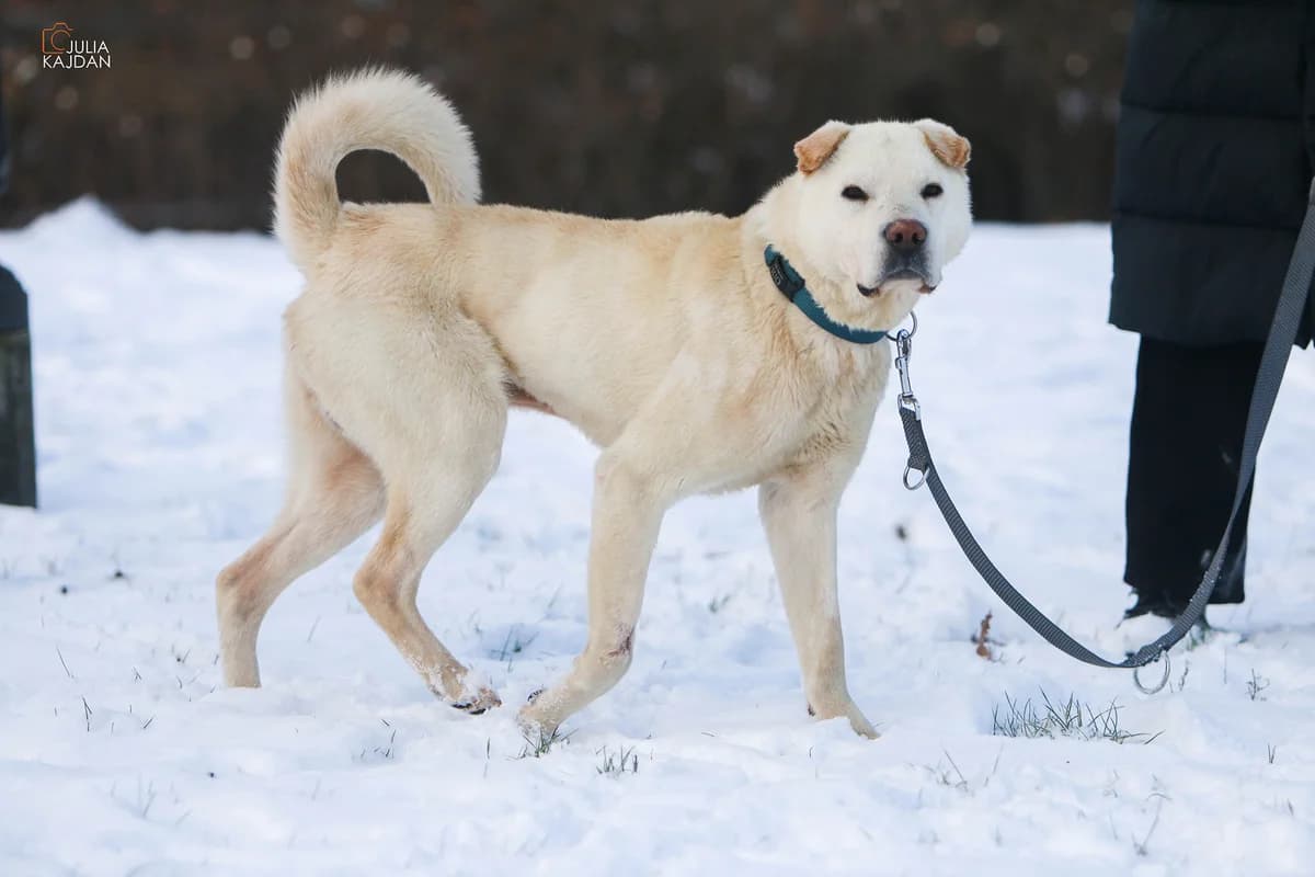 ODI, Mixed Breed (Fundacja Głosem Zwierząt)