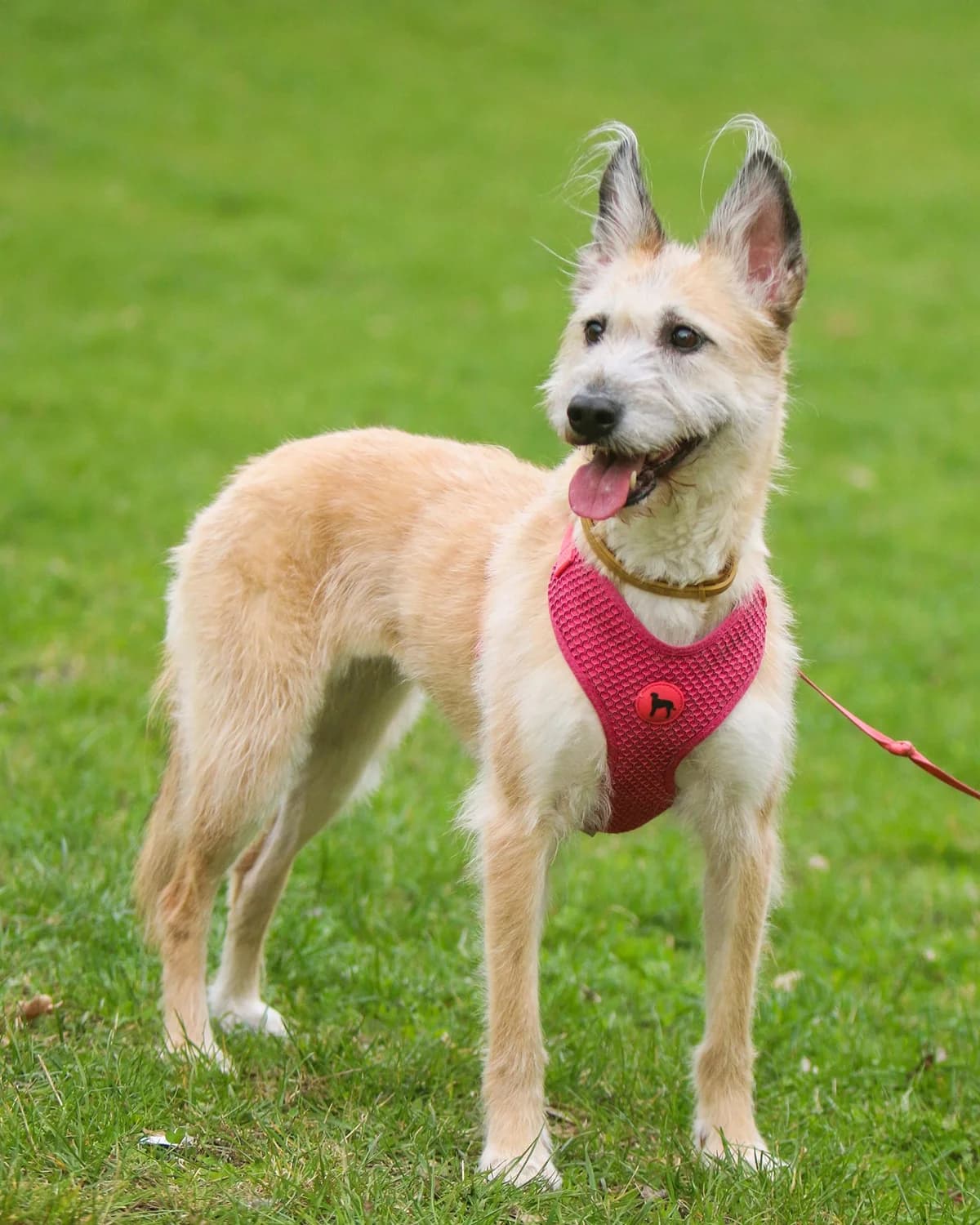 KRESKA, Mixed Breed (Fundacja Głosem Zwierząt)
