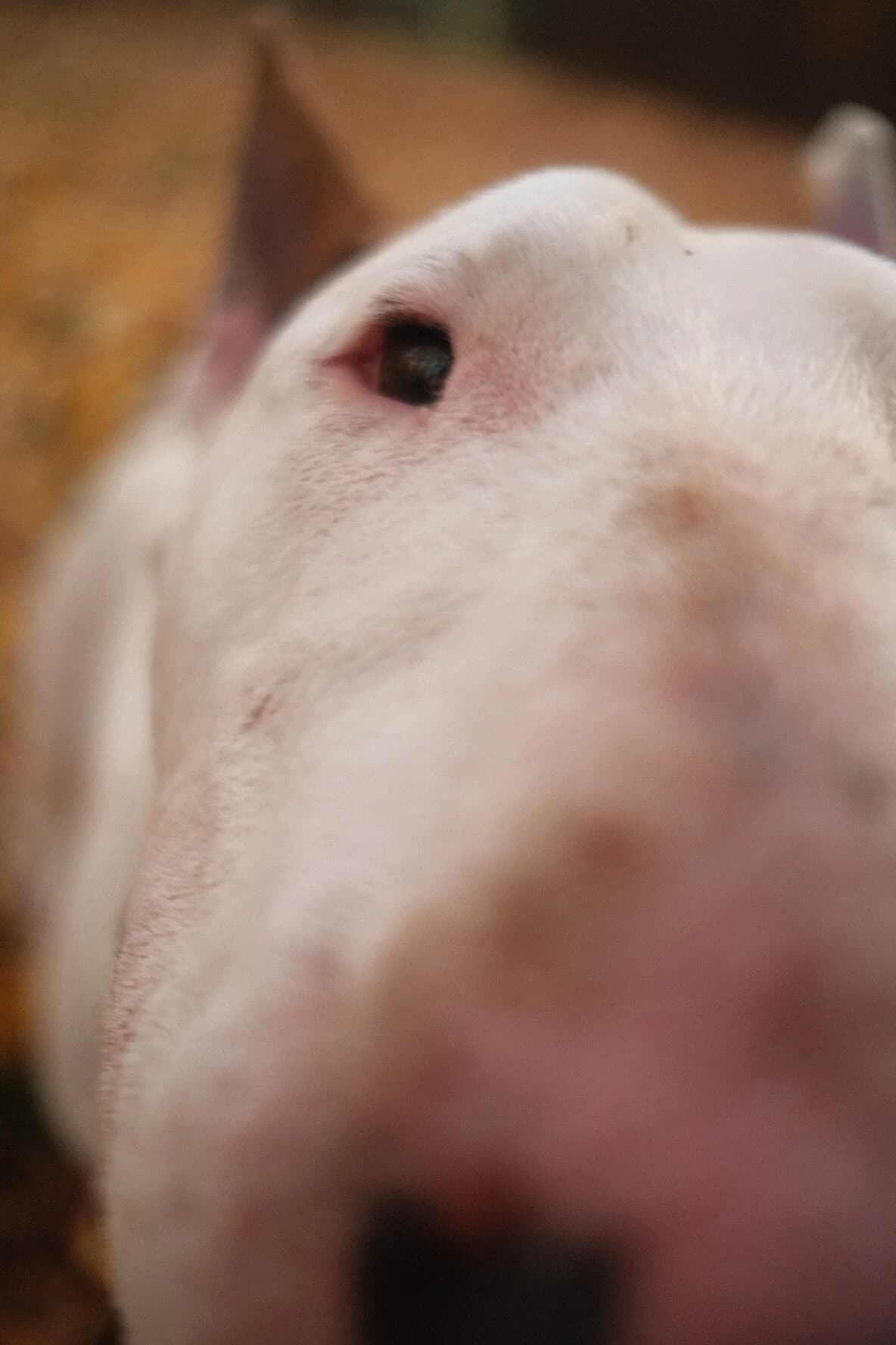 PEPA, Mixed Breed (Fundacja Głosem Zwierząt)