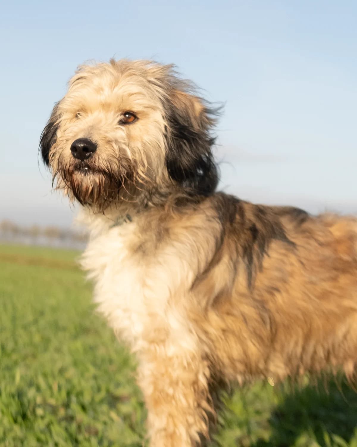 MOKO, Mixed Breed (Fundacja Głosem Zwierząt)
