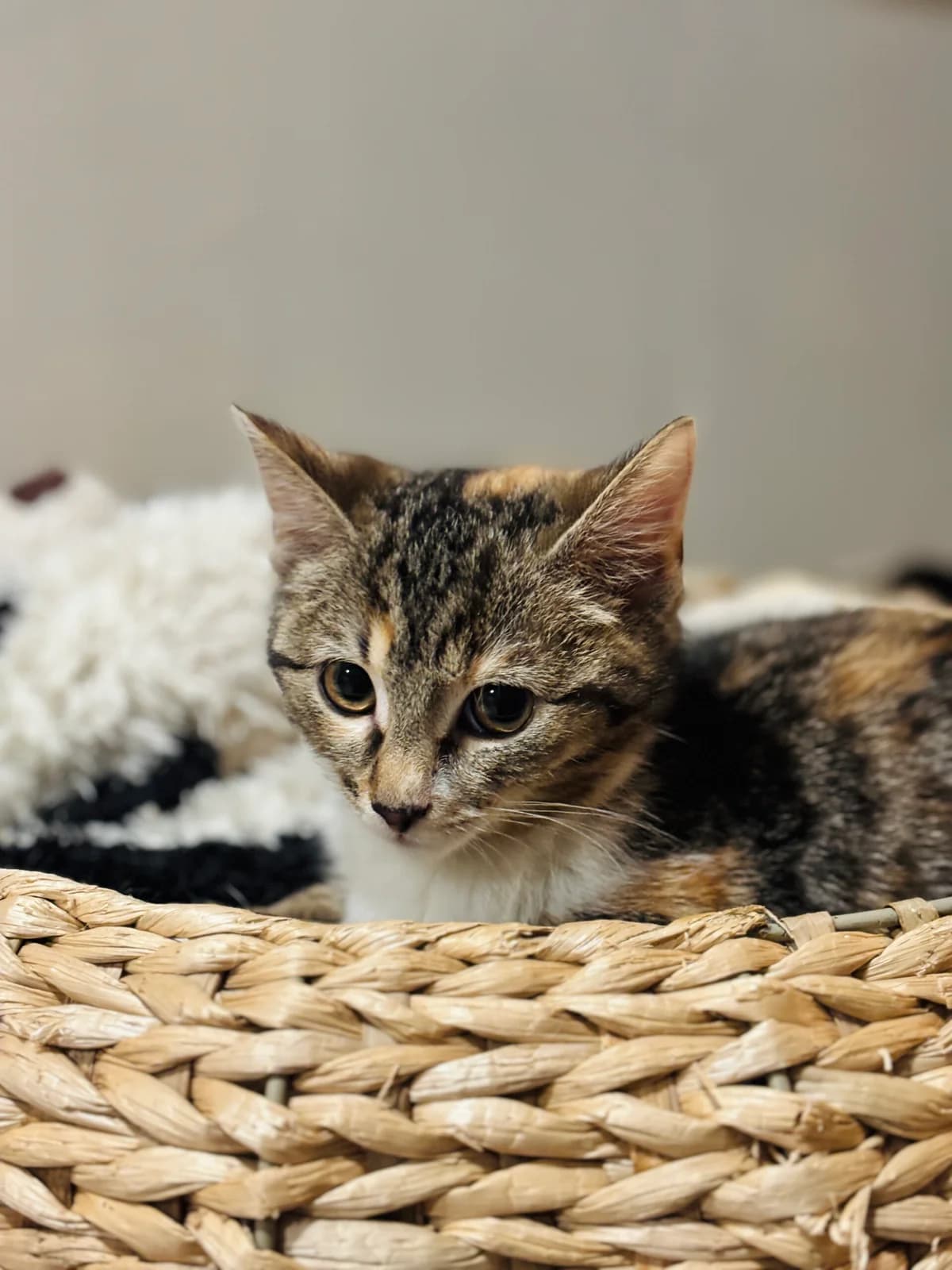 FUSILLI, Mixed Breed (Fundacja Głosem Zwierząt)