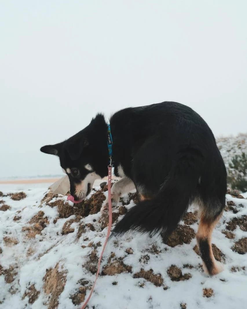 USZATKA, Mixed Breed (Fundacja Głosem Zwierząt)