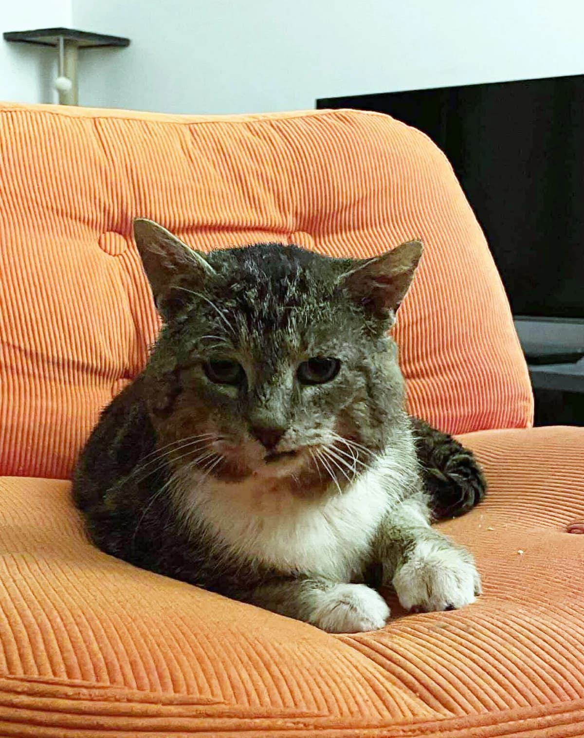 PLUSZAK, Mixed Breed (Fundacja Głosem Zwierząt)
