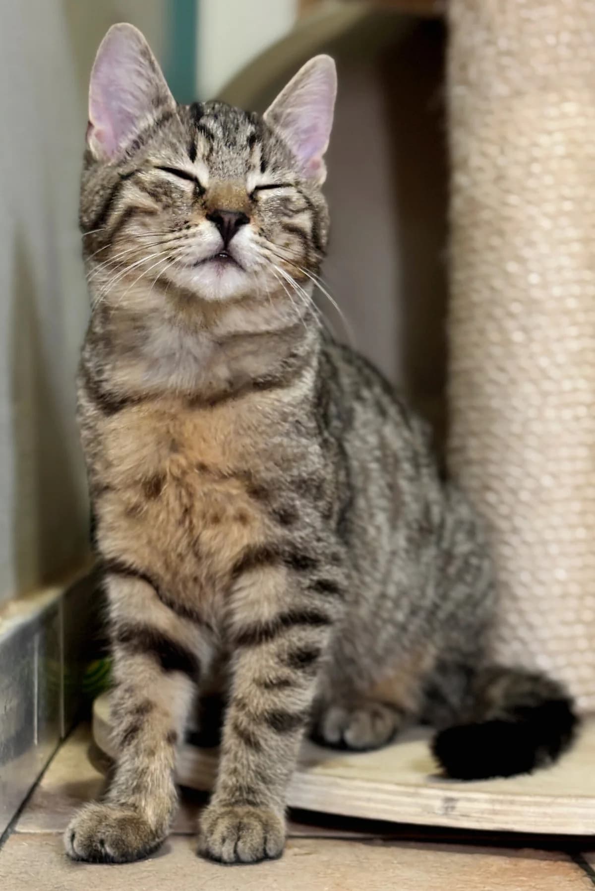 RIGATONI, Mixed Breed (Fundacja Głosem Zwierząt)