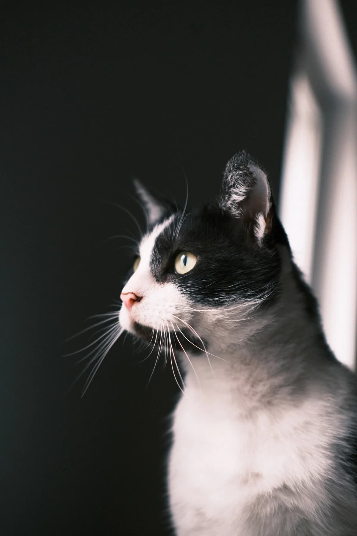 FILIPEK, Mixed Breed (Fundacja Głosem Zwierząt)