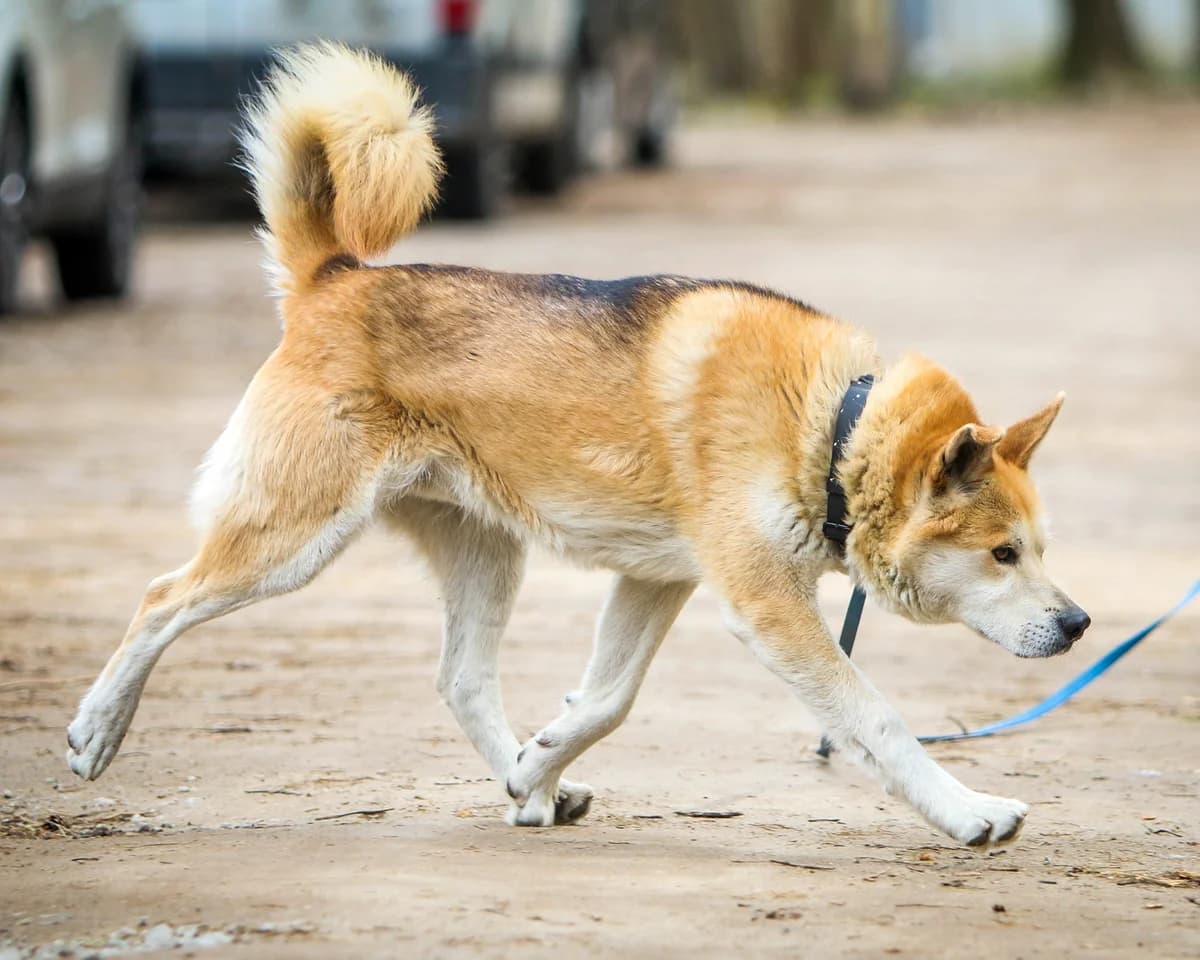 ROOFI, Mixed Breed (Fundacja Głosem Zwierząt)