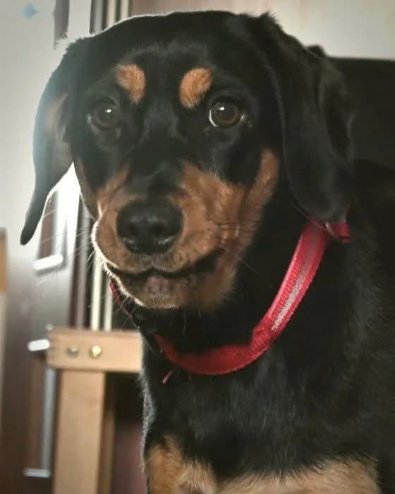 KURKA, Mixed Breed (Fundacja Głosem Zwierząt)