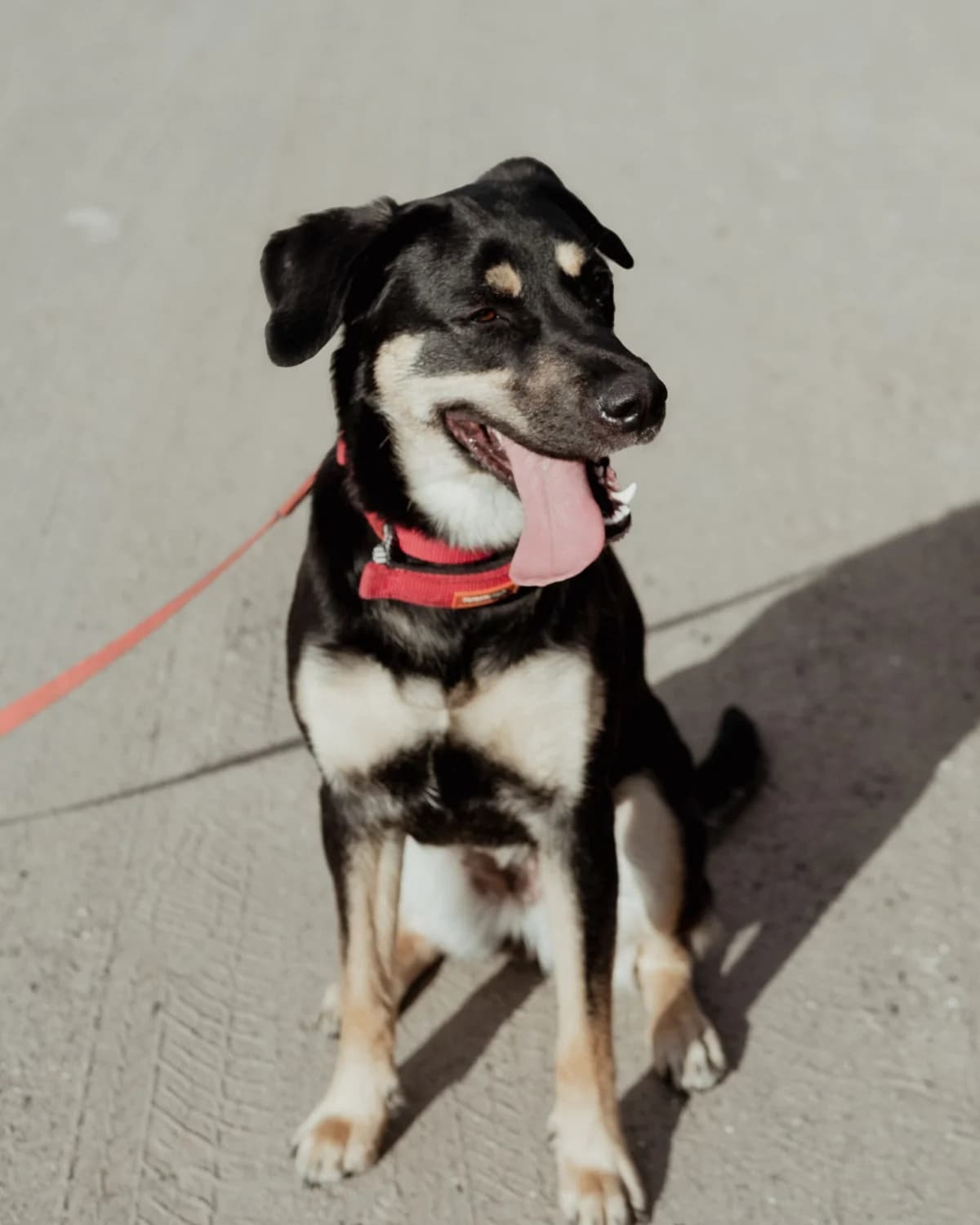 BELLA, Mixed Breed (Fundacja Głosem Zwierząt)