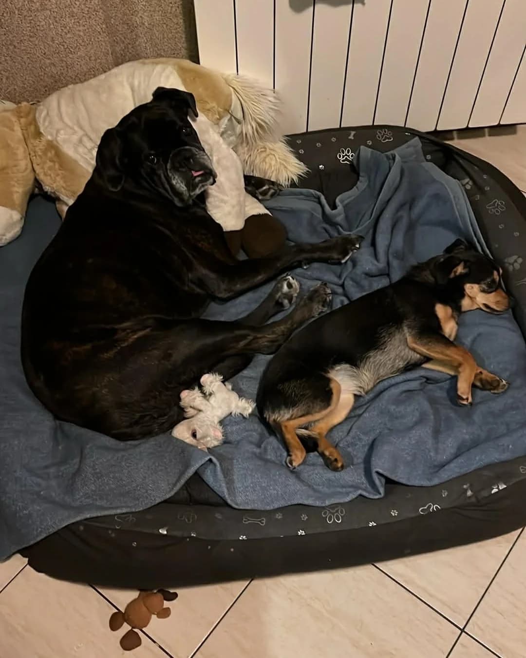 MAŁA, Mixed Breed (Fundacja Głosem Zwierząt)