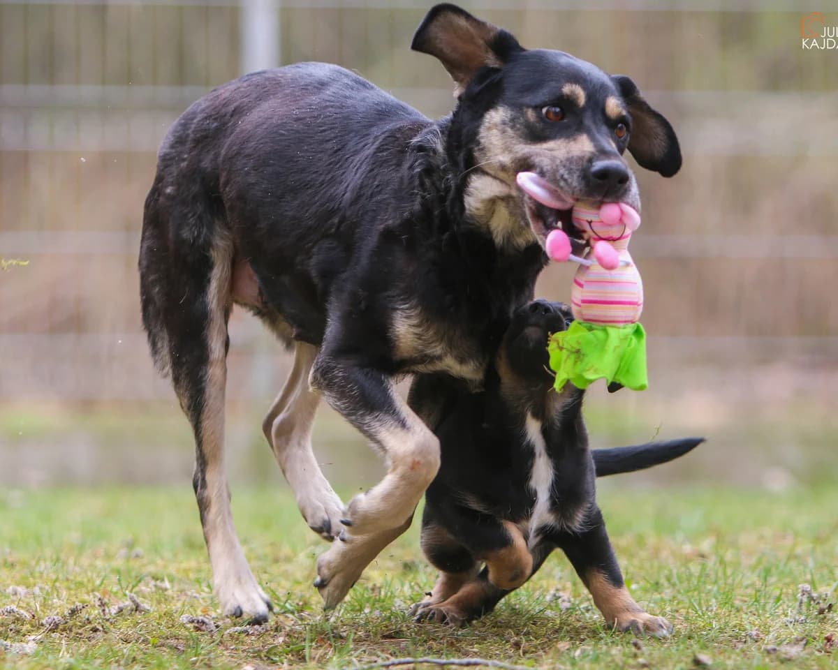 KOKO, Mixed Breed (Fundacja Głosem Zwierząt)