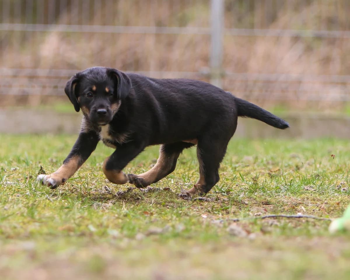 LIMA, Mixed Breed (Fundacja Głosem Zwierząt)