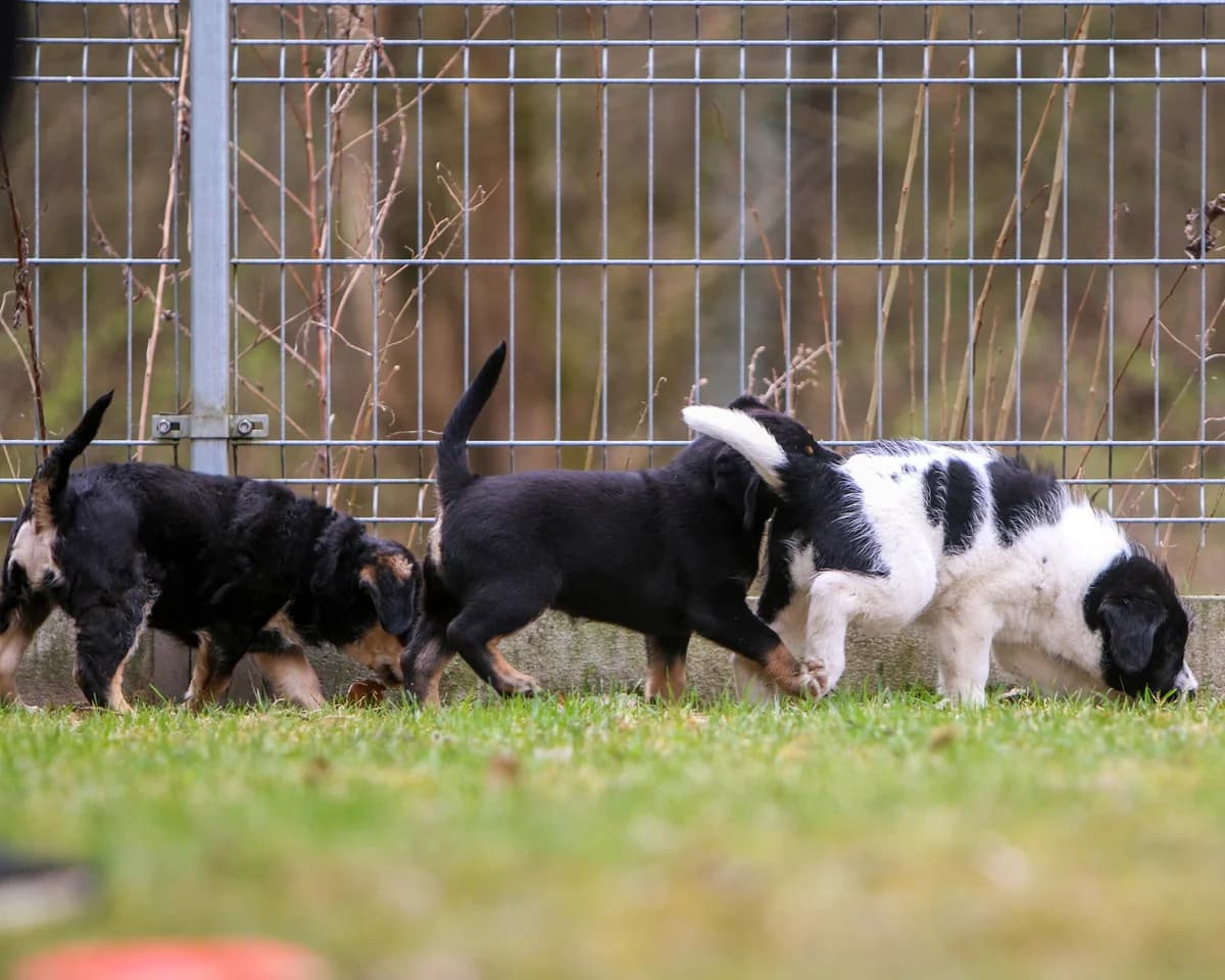 BALI, Mixed Breed (Fundacja Głosem Zwierząt)
