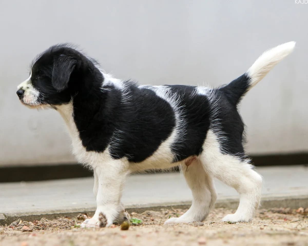 OSLO, Mixed Breed (Fundacja Głosem Zwierząt)
