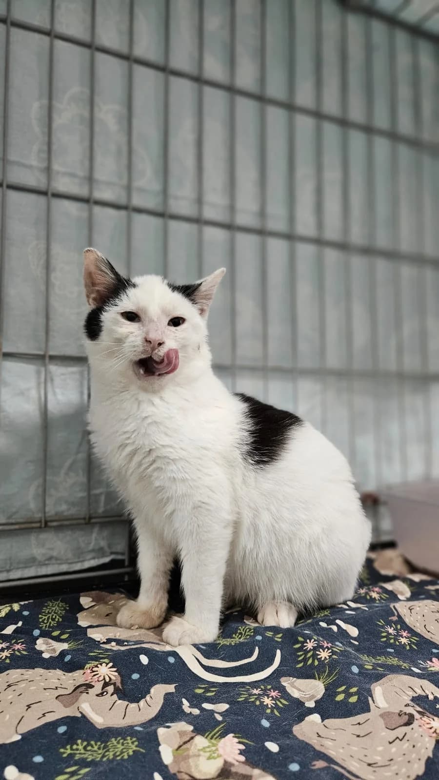 TIMBU, Mixed Breed (Fundacja Głosem Zwierząt)