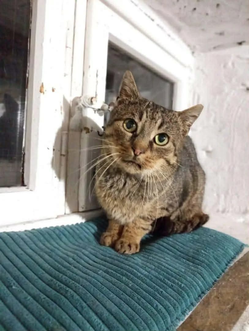 STEFAN, Mixed Breed (Fundacja Głosem Zwierząt)