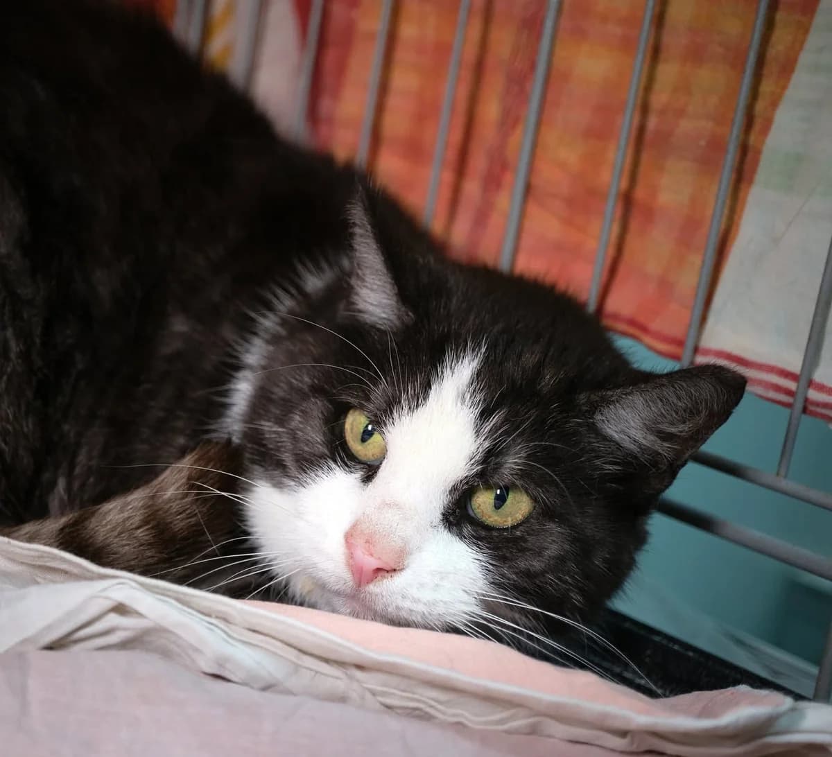 ARZANKA, Mixed Breed (Fundacja Głosem Zwierząt)