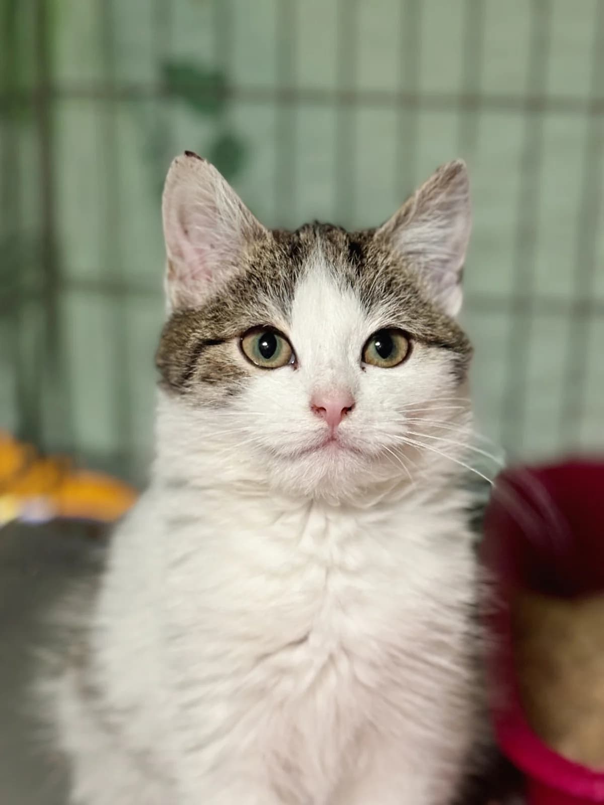 CIRIAN, Mixed Breed (Fundacja Głosem Zwierząt)