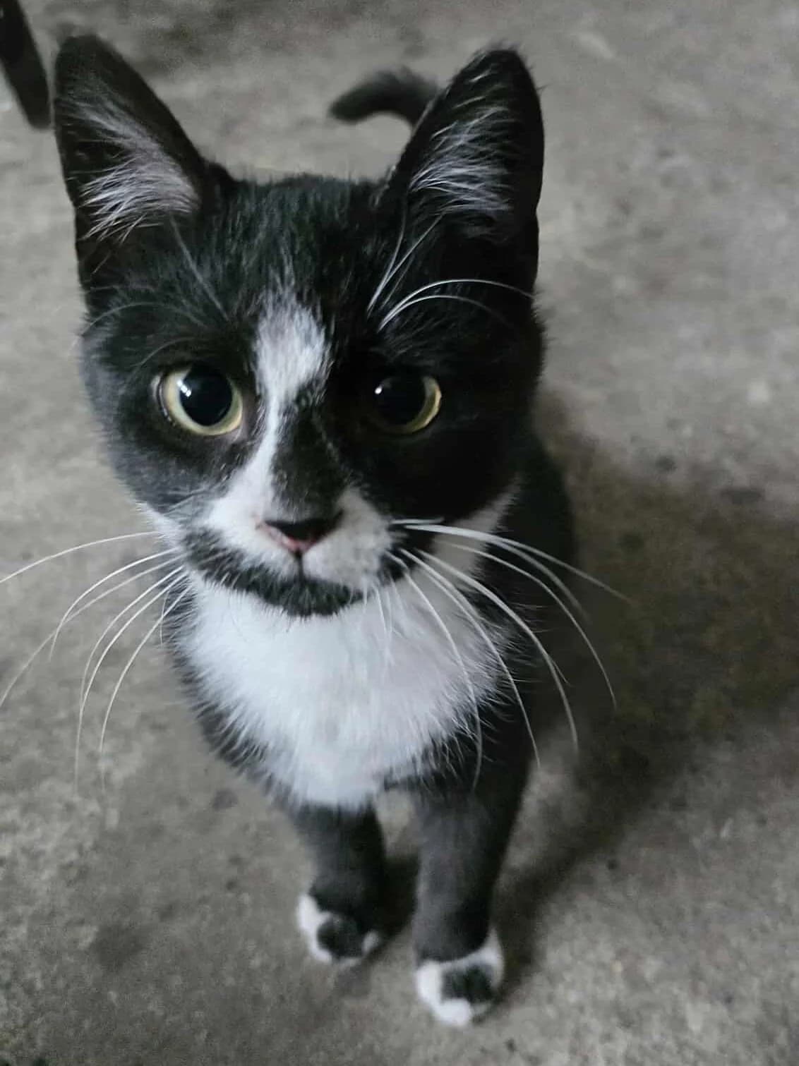 MUSIO, Mixed Breed (Fundacja Głosem Zwierząt)