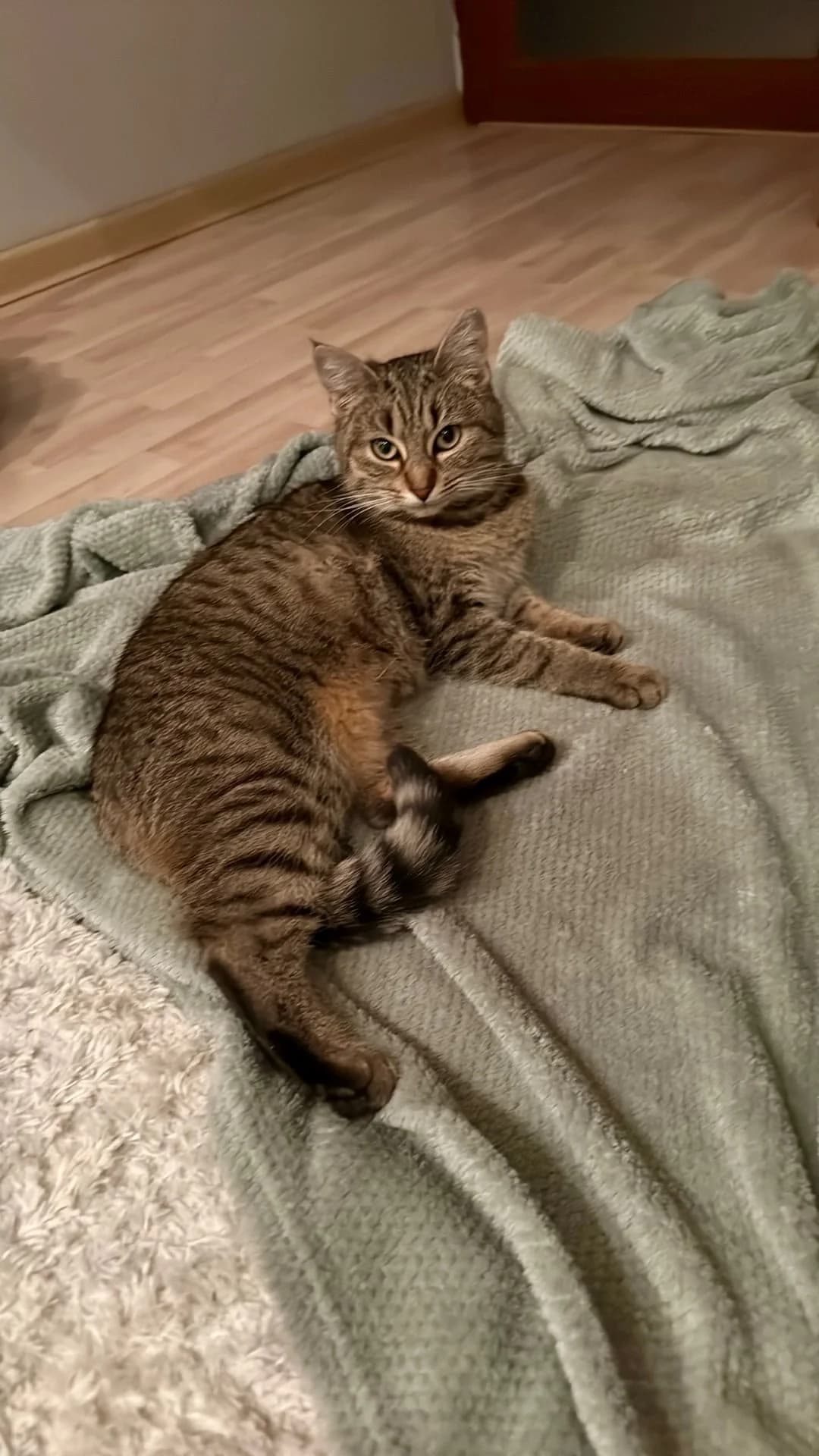 OFELIA, Mixed Breed (Fundacja Głosem Zwierząt)