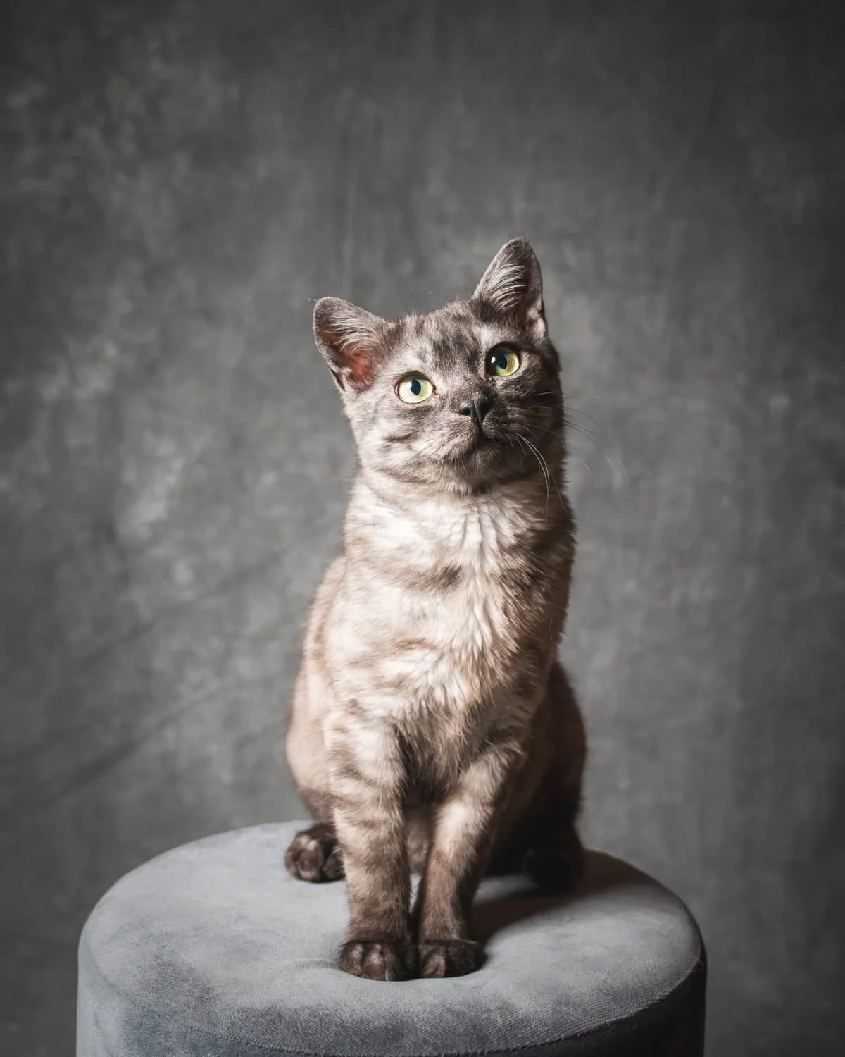 CARBON, Mixed Breed (Fundacja Głosem Zwierząt)