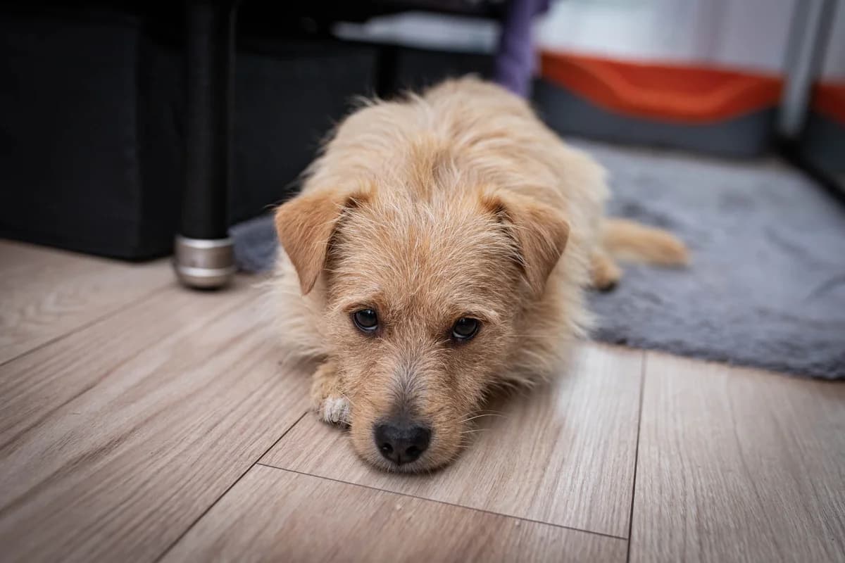 KMINEK, Mixed Breed (Fundacja Głosem Zwierząt)