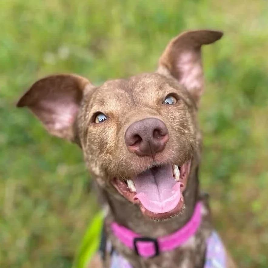 Amazonka, female Mixed Breed for adoption at GRUPA RATUJ Wrocław