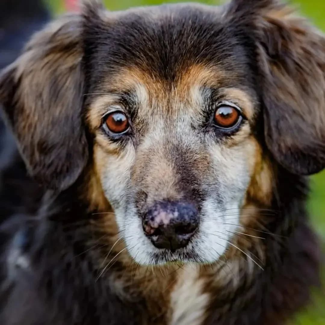 Maciek, male Mixed Breed for adoption at GRUPA RATUJ Wrocław