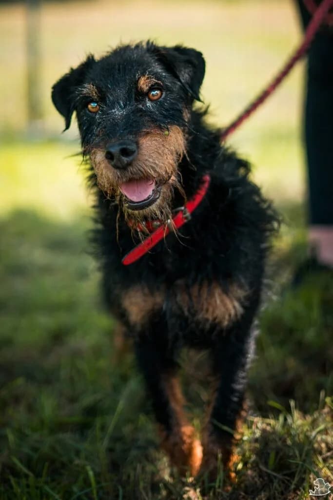 Ardas,  Mixed Breed for adoption at IDZ — Inicjatywa Dla Zwierząt, Zielona Góra