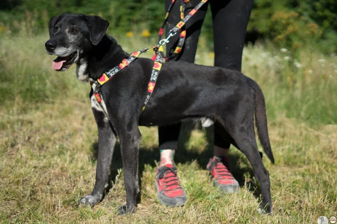 Krid,  Mixed Breed for adoption at IDZ — Inicjatywa Dla Zwierząt, Zielona Góra