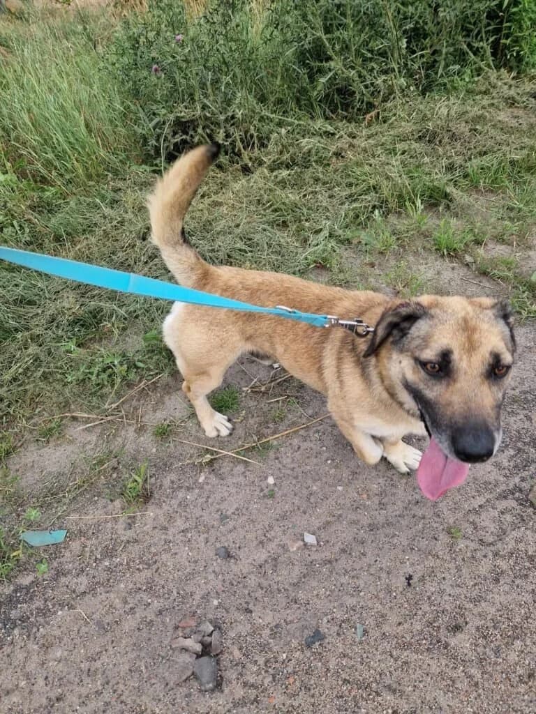 Fado,  5yo Mixed Breed for adoption at IDZ — Inicjatywa Dla Zwierząt, Zielona Góra
