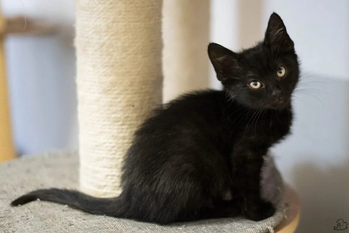 Frotka,  Mixed Breed for adoption at IDZ — Inicjatywa Dla Zwierząt, Zielona Góra