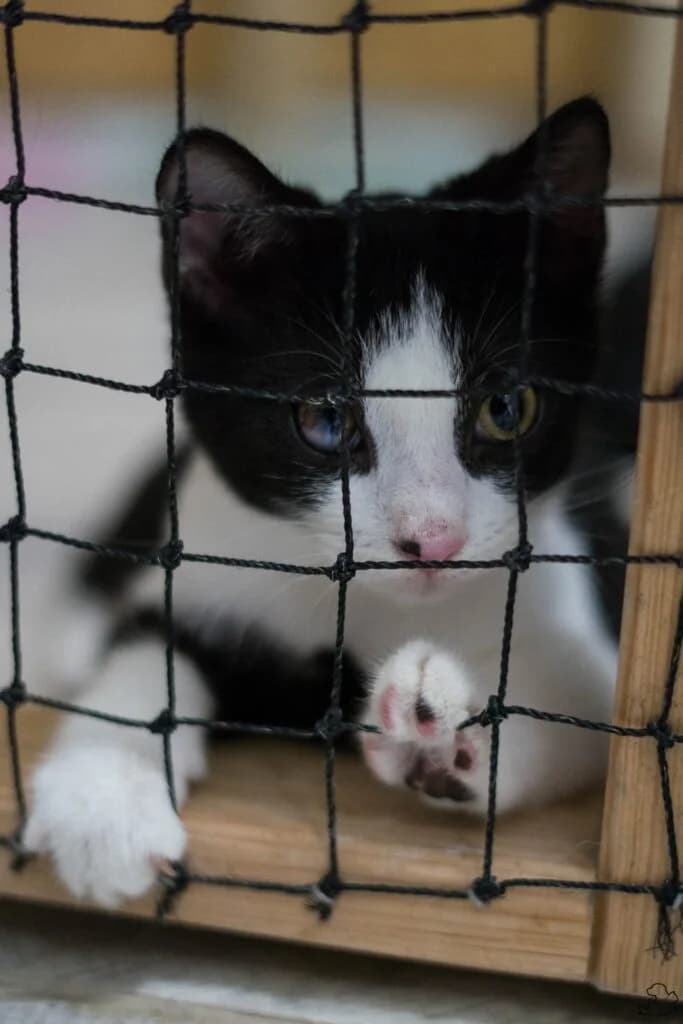First, male Mixed Breed for adoption at IDZ — Inicjatywa Dla Zwierząt, Zielona Góra