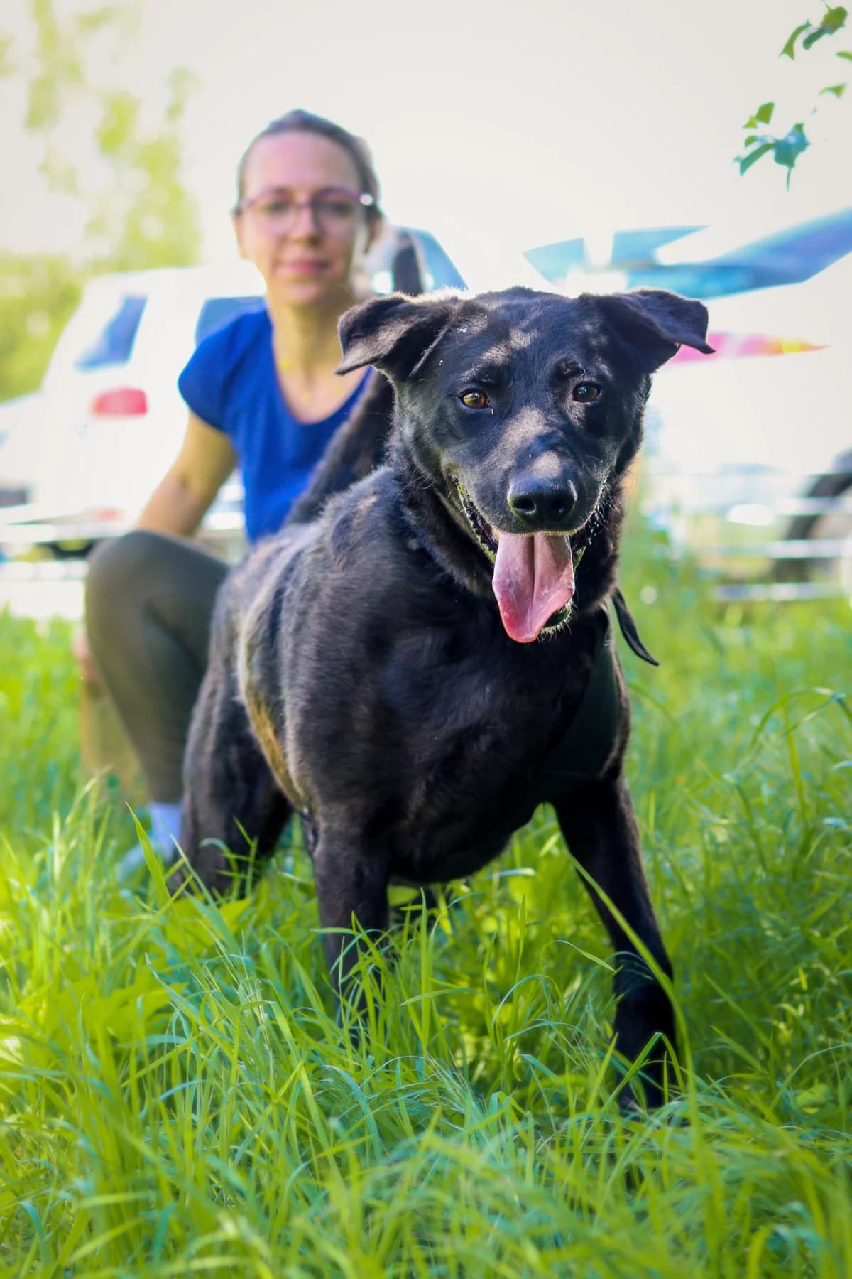 pies, male Mixed Breed for adoption at Fundacja Kejtersi, Poznań