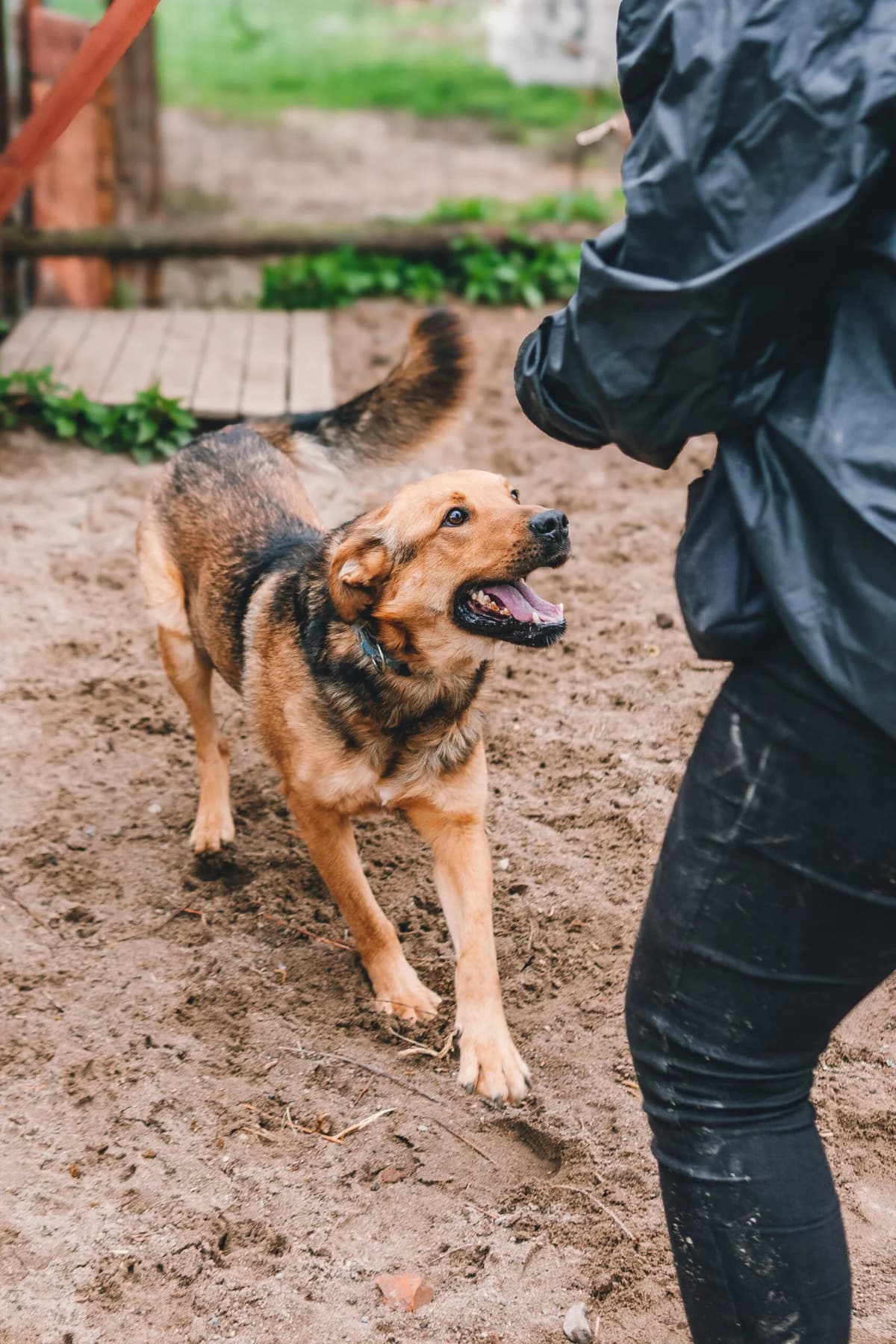 pies, male 5yo Mixed Breed for adoption at Fundacja Kejtersi, Poznań