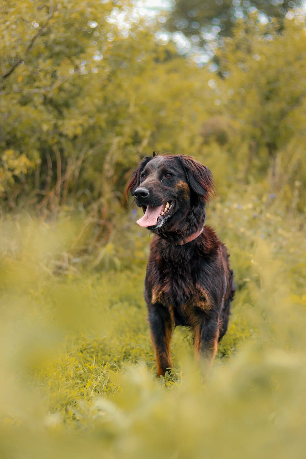 suczka, male Mixed Breed for adoption at Fundacja Kejtersi, Poznań